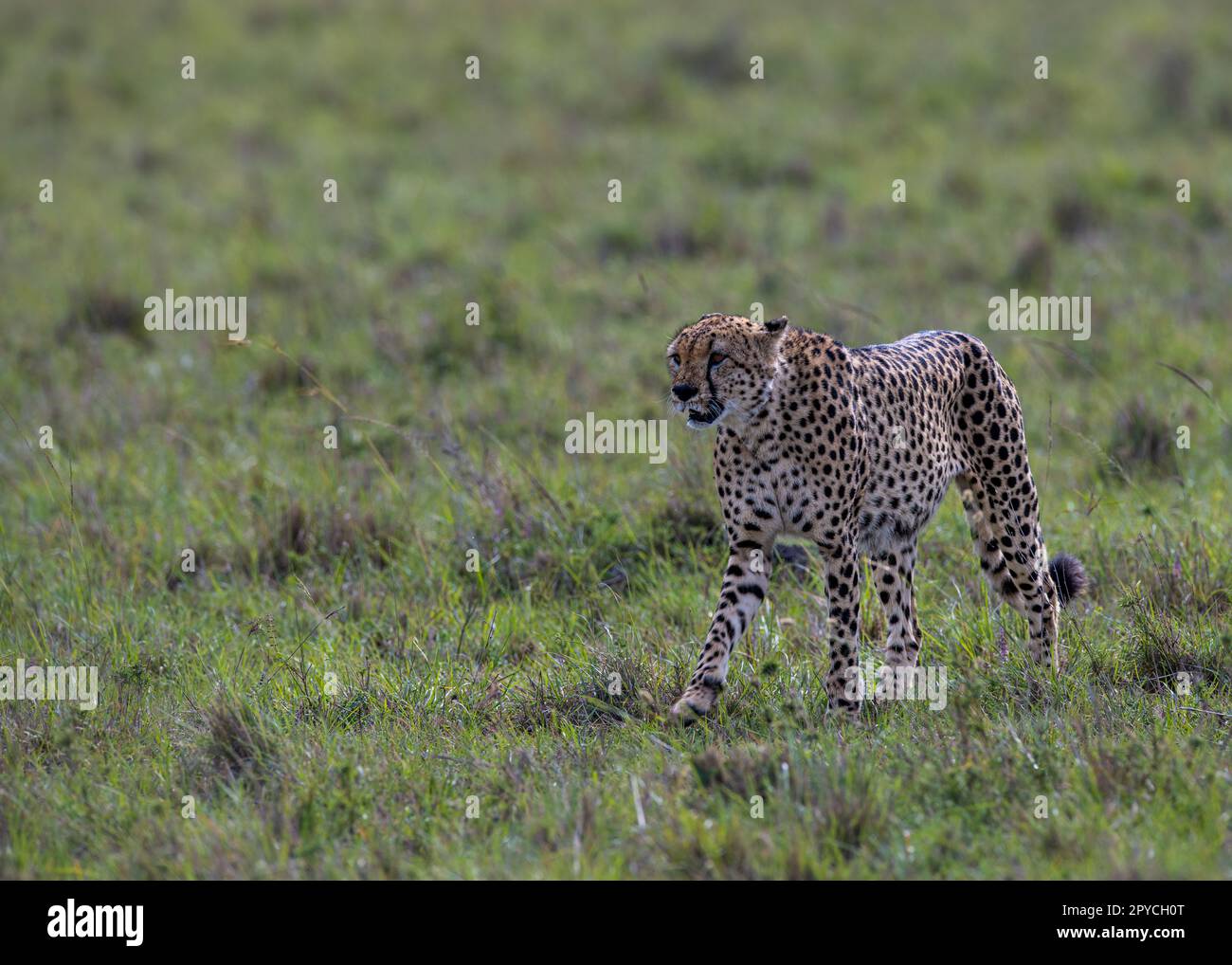 gepard in der riesigen Wildnis Afrikas Stockfoto