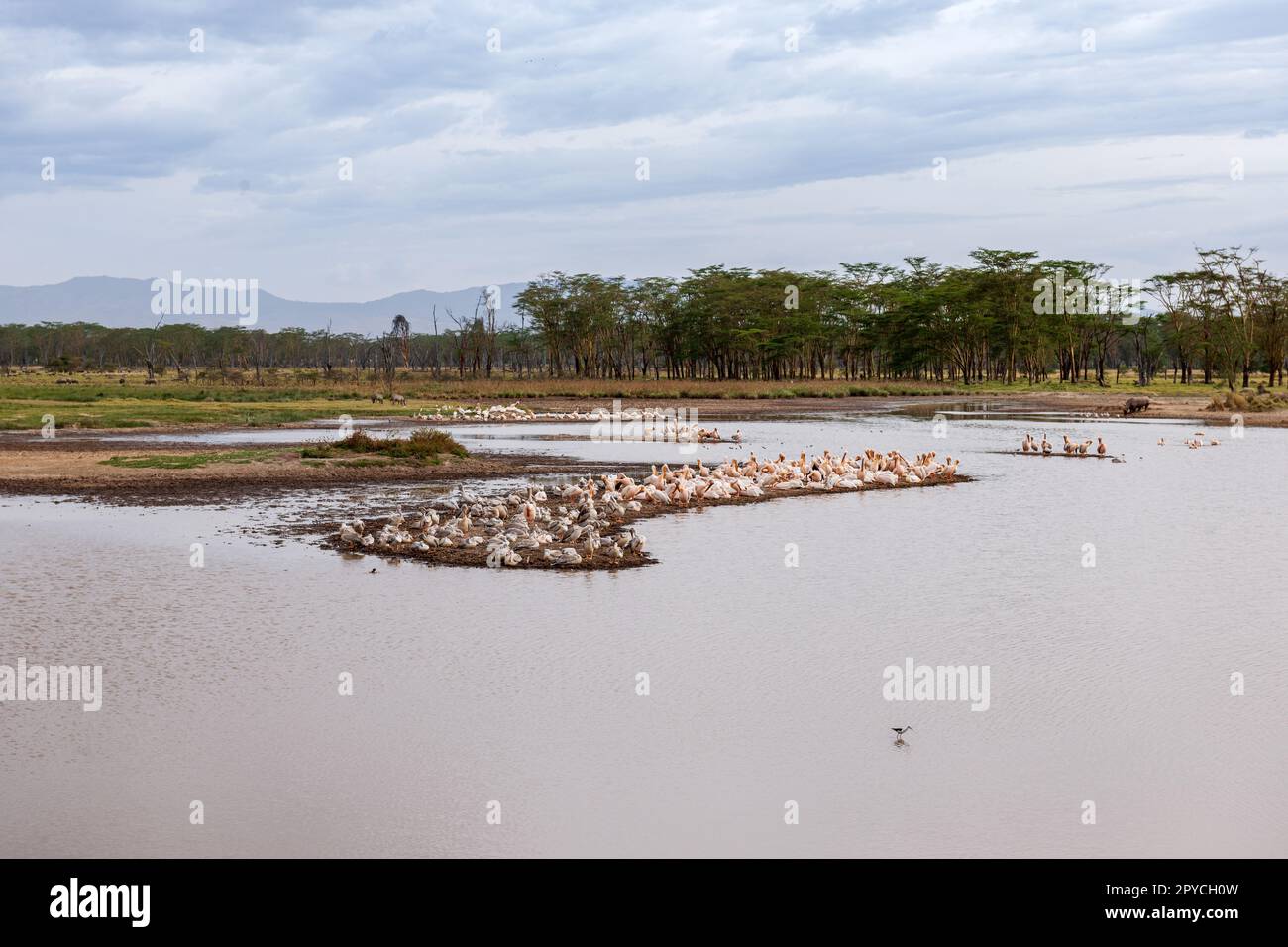 Afrikanische Pelikane am Wasser Stockfoto