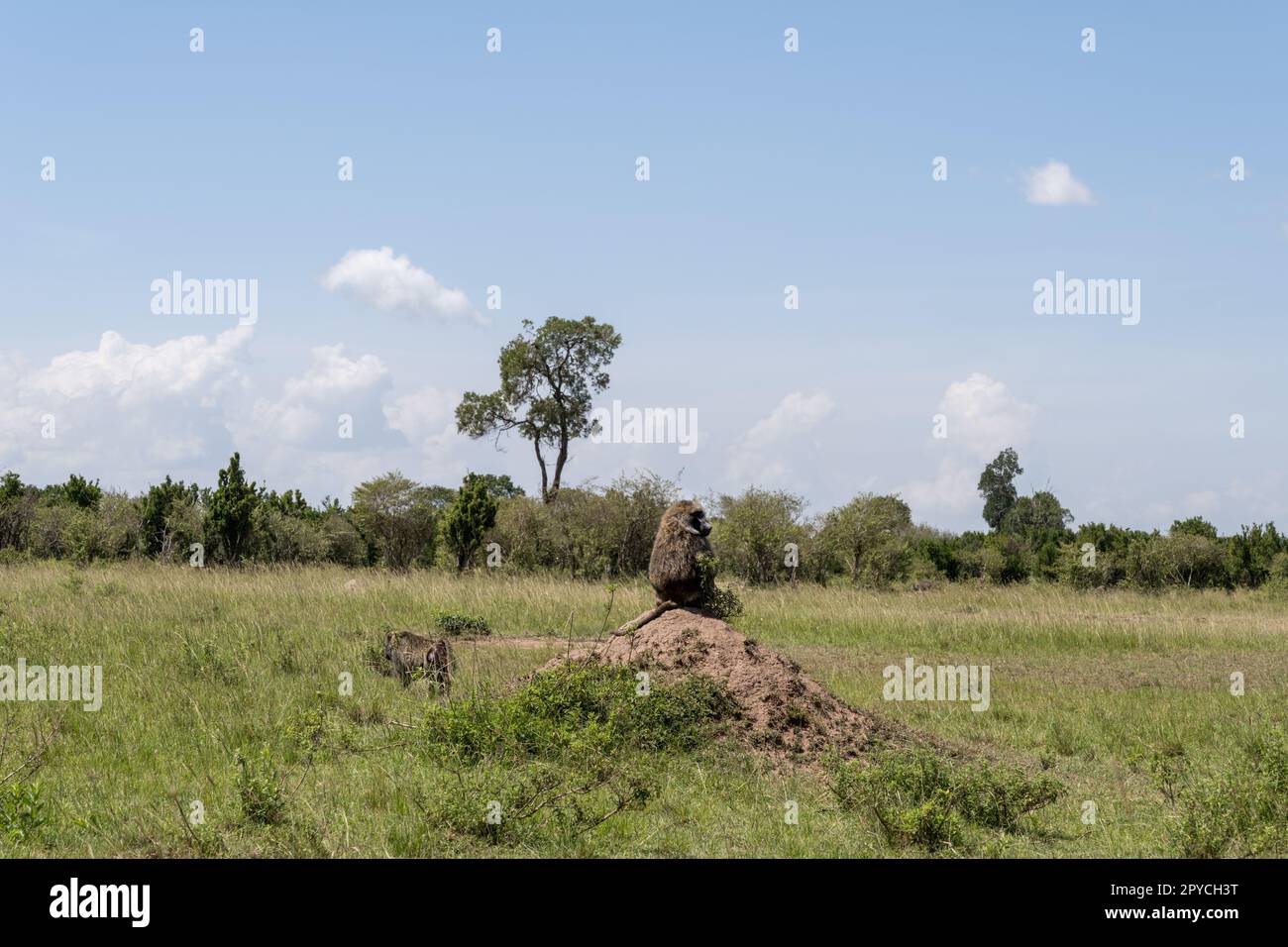 Pavianmutter mit Kind Stockfoto