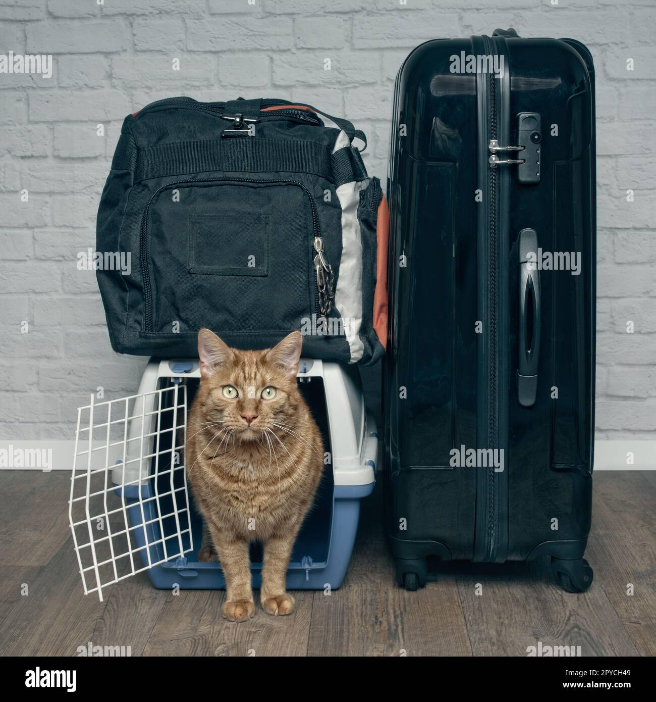 Reisen mit Katze - Ginger cat angstvolle Blick aus einer PET-Träger neben den Koffer. Stockfoto