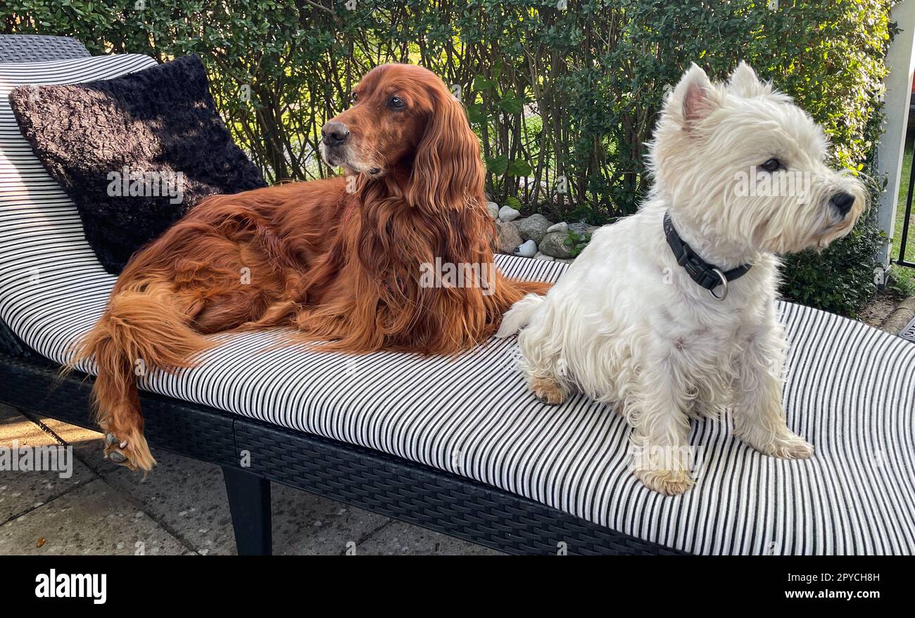 Zwei Hunde auf einer Liege Stockfoto