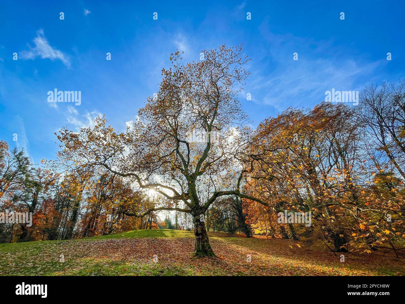 Herbstbäume auf einer Wiese im Park Stockfoto