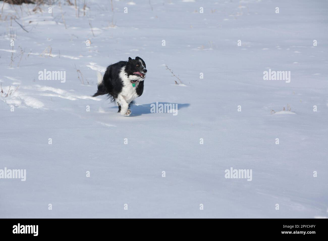 Border Collie Stockfoto