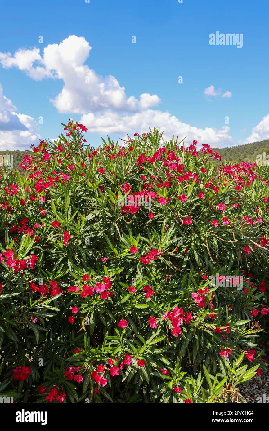 Wunderschöne kleine Oleander-Blumen. Stockfoto