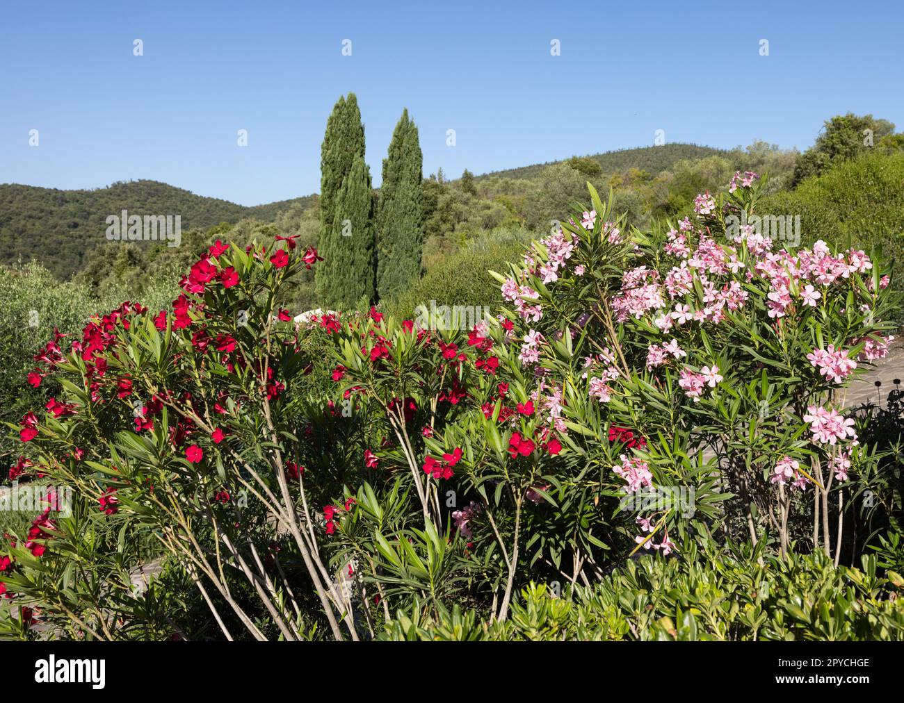 Wunderschöne kleine Oleander-Blumen. Stockfoto