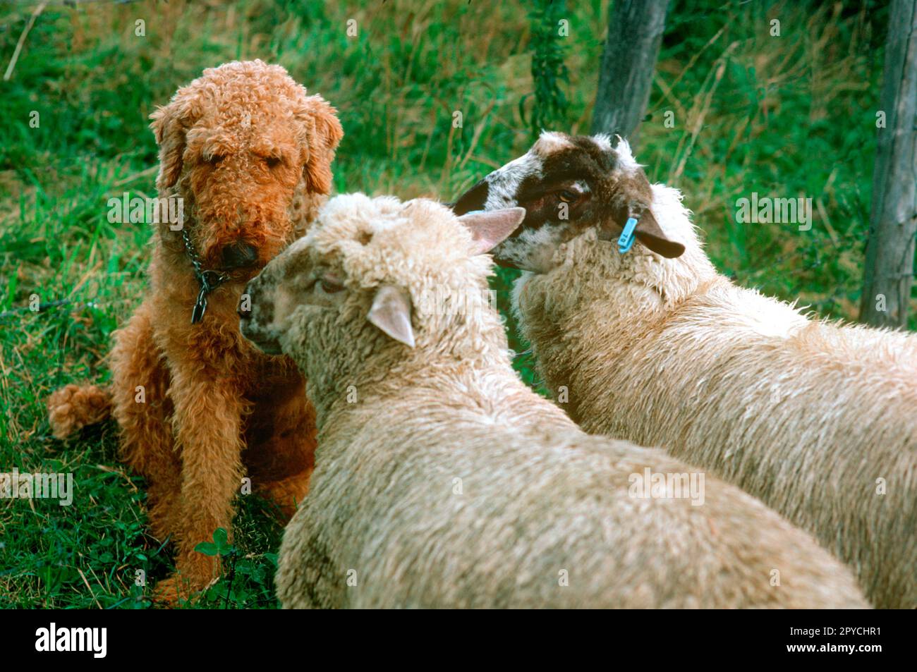 Hund und Schaf. Stockfoto