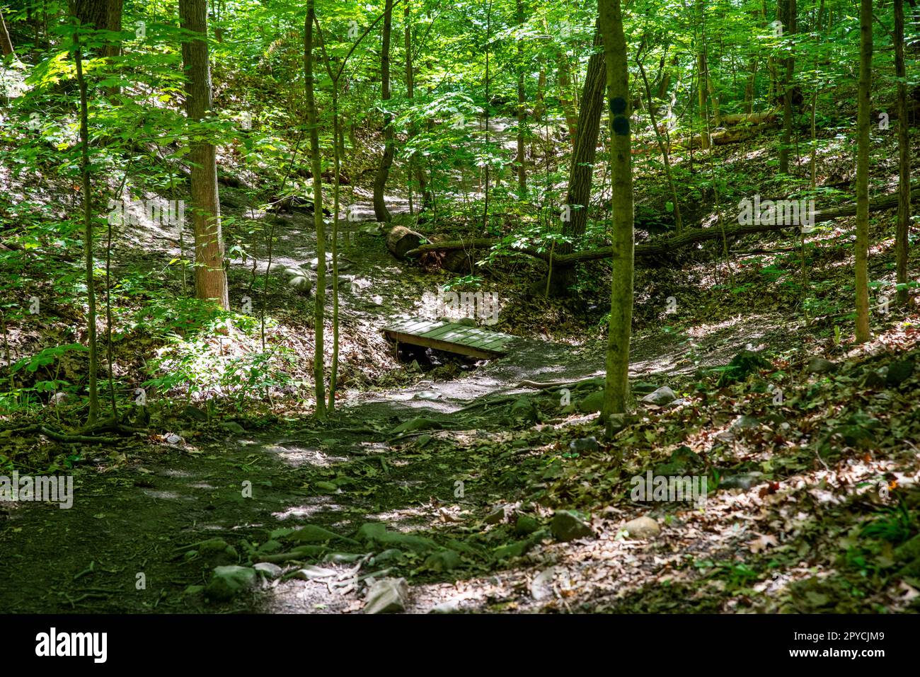 Kleine Fußgängerbrücke über einen Waldbach entlang eines Wanderwegs Stockfoto