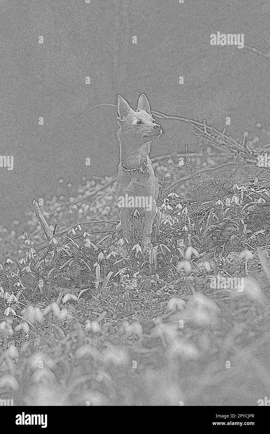 Kleiner Hund, der auf einer Schneeglöckenwiese steht und handgezeichnete Zeichnungen eingraviert Stockfoto