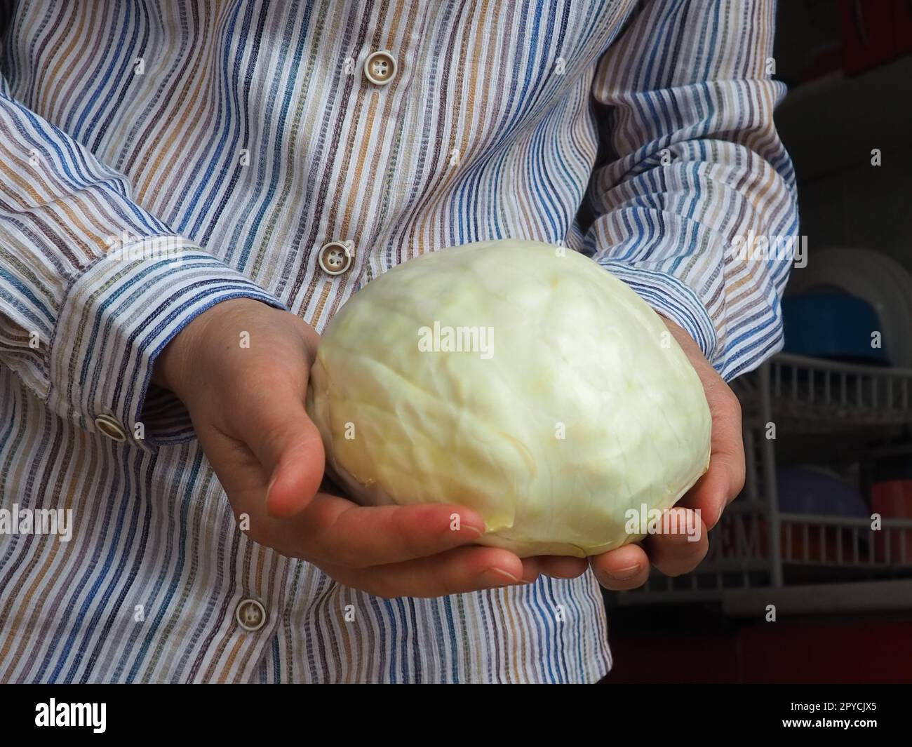 Weißkohl in den Händen. Eine Frau in einem weißen Hemd mit Streifen hält einen Kohlschaukel in der Hand und bietet ihn dem Zuschauer an. Frische Kohlernte. Vegetarisches Essen. Grüner Gemüsesalat Stockfoto