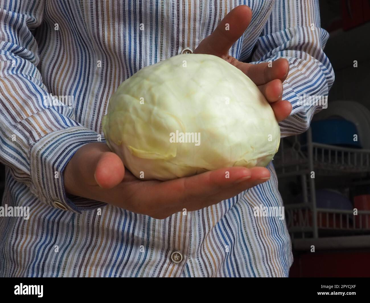 Weißkohl in den Händen. Eine Frau in einem weißen Hemd mit Streifen hält einen Kohlschaukel in der Hand und bietet ihn dem Zuschauer an. Frische Kohlernte. Vegetarisches Essen. Grüner Gemüsesalat Stockfoto