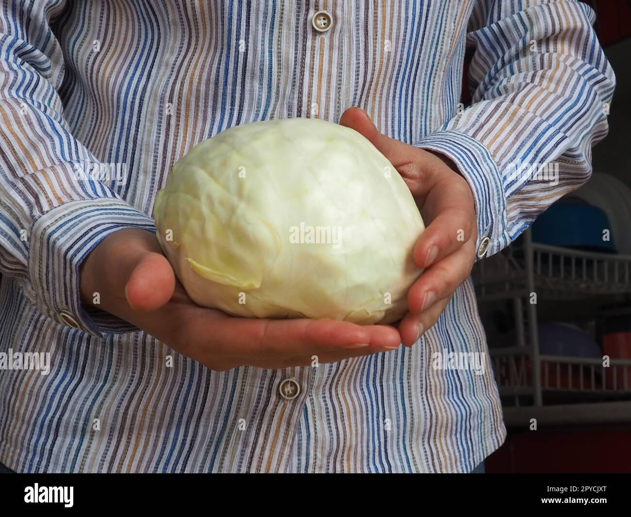 Weißkohl in den Händen. Eine Frau in einem weißen Hemd mit Streifen hält einen Kohlschaukel in der Hand und bietet ihn dem Zuschauer an. Frische Kohlernte. Vegetarisches Essen. Grüner Gemüsesalat Stockfoto
