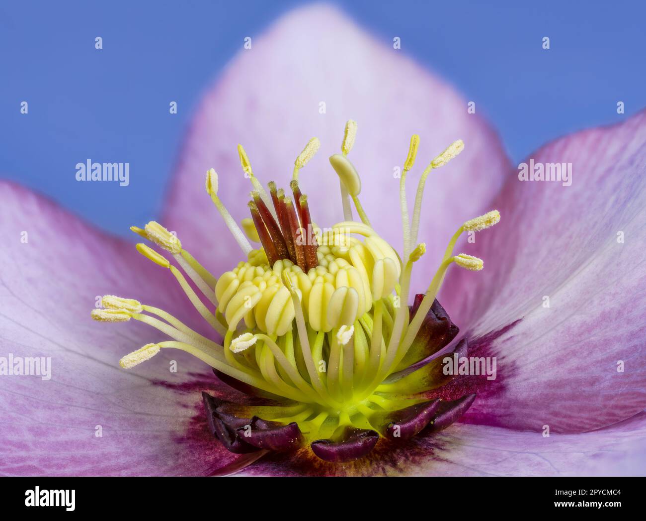 Lentalrosenblüte Stockfoto