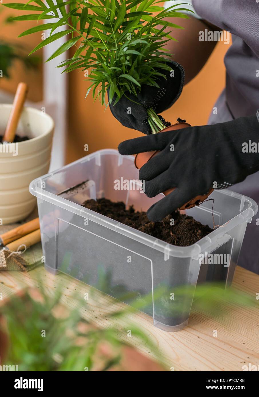 Nahaufnahme einer afroamerikanischen Gärtnerin, die grüne Pflanzen in Keramiktöpfen auf dem Boden transplantiert. Konzept von Heimgarten und Topfpflanzen Stockfoto