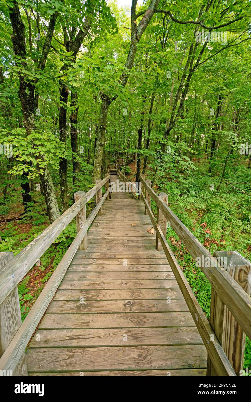 Promenade durch einen grünen Wald Stockfoto