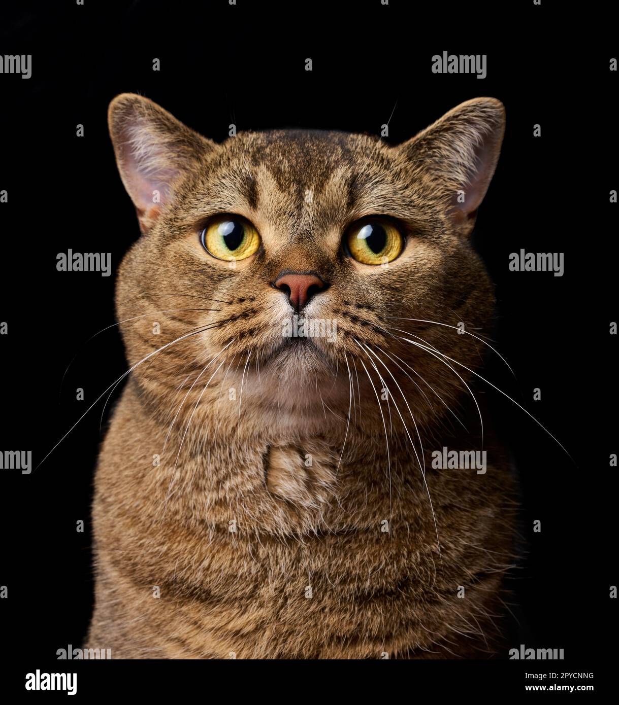 Ein Porträt einer erwachsenen grauen schottischen Katze mit geradem Ohr vor schwarzem Hintergrund, das Tier schaut in die Kamera. Stockfoto