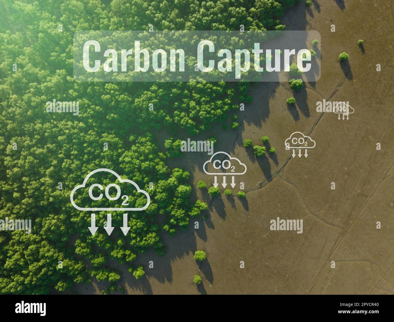 Konzept der CO2-Abscheidung. Natürliche Kohlenstoffsenken. Mangrovenbäume fangen CO2 aus der Atmosphäre ein. Luftaufnahme des grünen Mangrovenwaldes. Blaue Kohlenstoffökosysteme. Mangroven absorbieren Kohlendioxidemissionen. Stockfoto