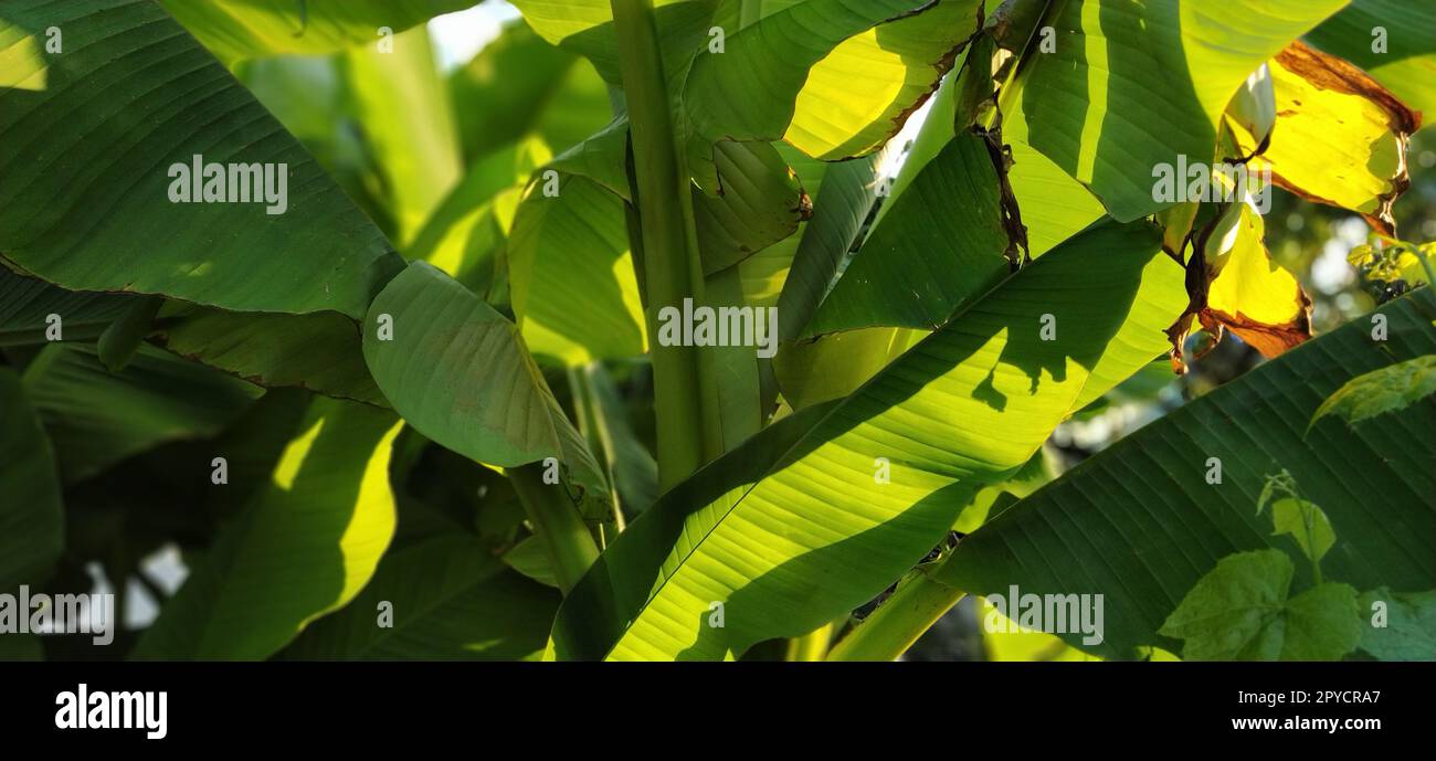Wunderschöne, hellgrüne Bananenblätter am blauen Himmel. Tropische Motive. Urlaubskonzept unter Palmen Stockfoto