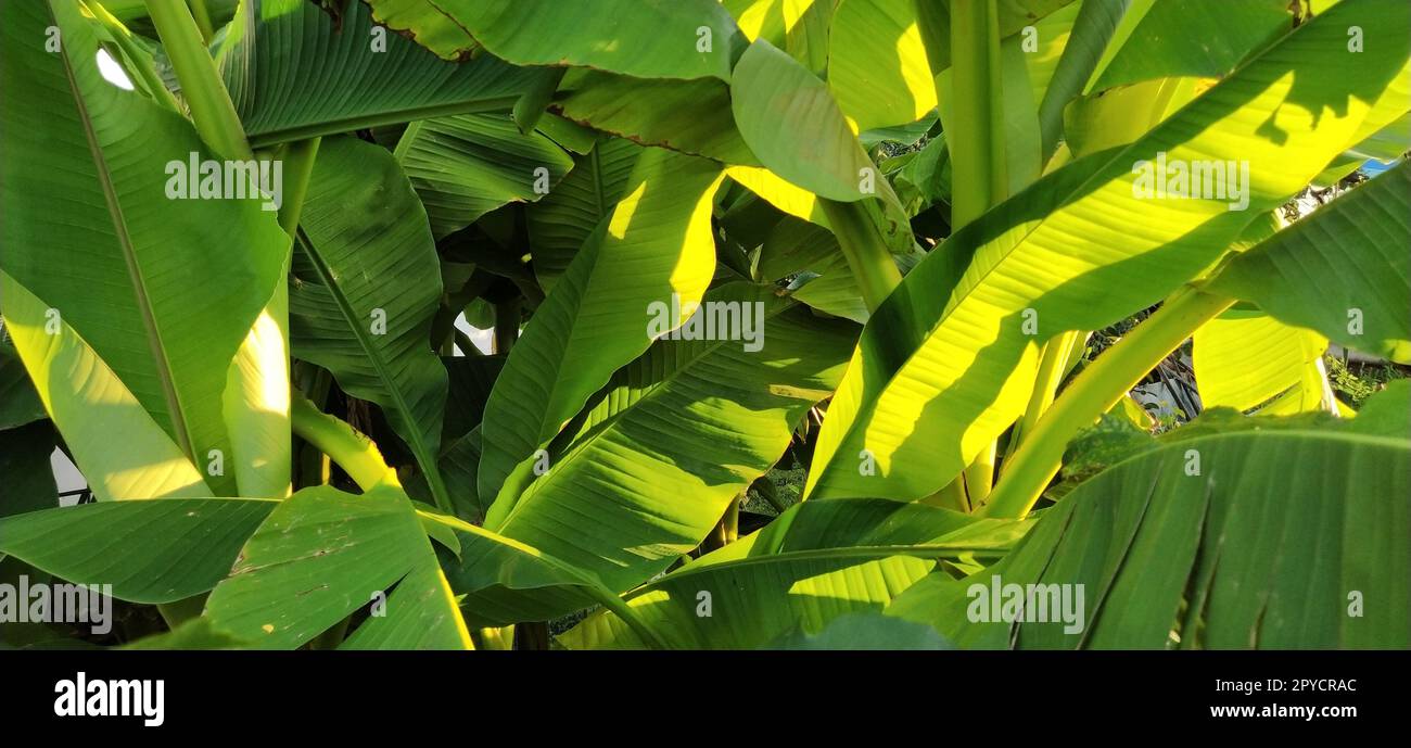 Wunderschöne, hellgrüne Bananenblätter am blauen Himmel. Tropische Motive. Urlaubskonzept unter Palmen Stockfoto