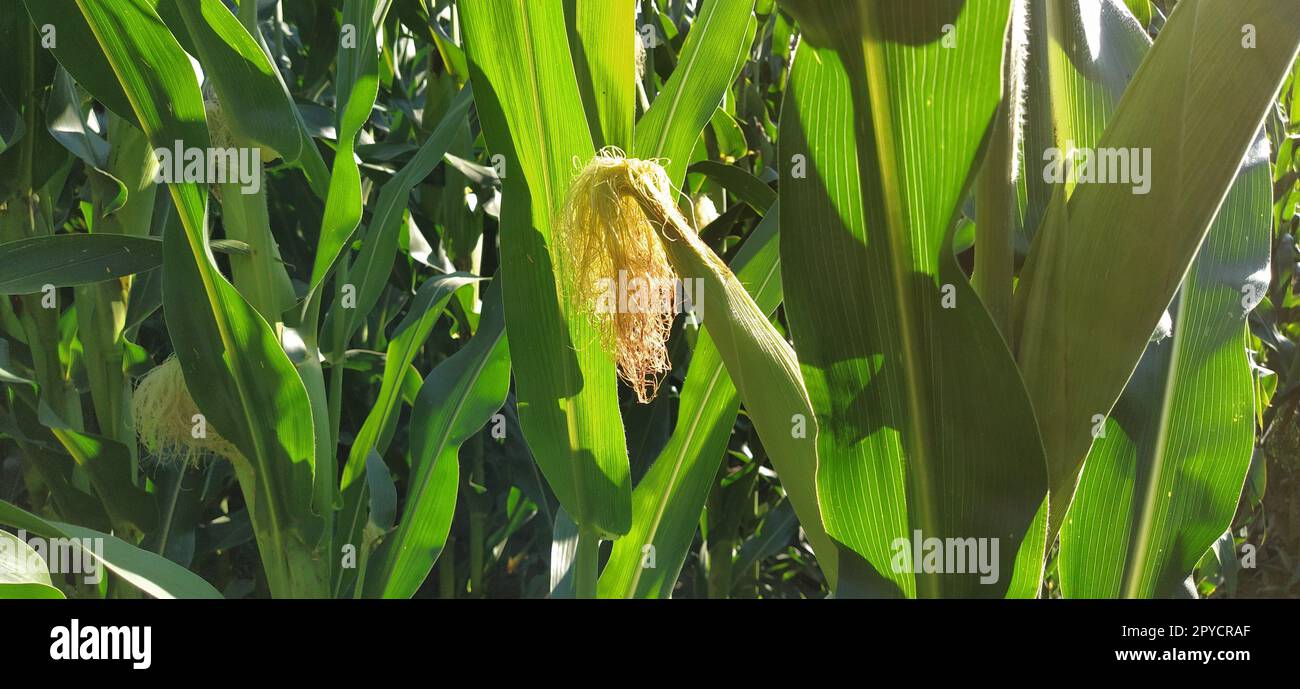 Mais auf dem Stiel auf dem Feld. Maisfeld mit Pflanzen. Blühender und fruchtbarer Mais. Landwirtschaft Stockfoto