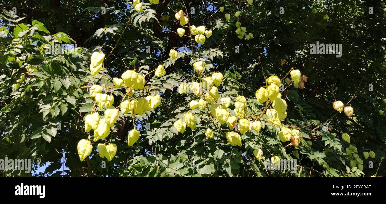 Koelreuteria paniculata. Eine blühende Pflanzenart in der Familie Sapindaceae, die in Ostasien, China und Korea heimisch ist. Goldenrainbaum, Indianerstolz, Chinabaum und der Lackbaum Stockfoto