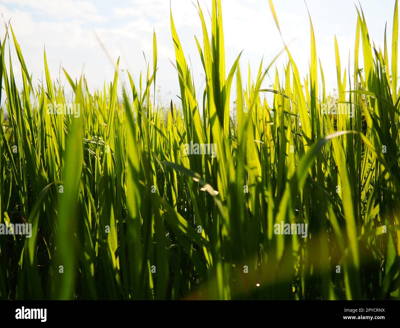 Schönes, üppiges, grünes Gras auf der Wiese oder auf dem Feld. Winterweizen ist auf Ackerland gewachsen. Sonniges Wetter. Feld, Lichtung oder Wiese mit wilder Vegetation. Natürlicher Hintergrund Stockfoto