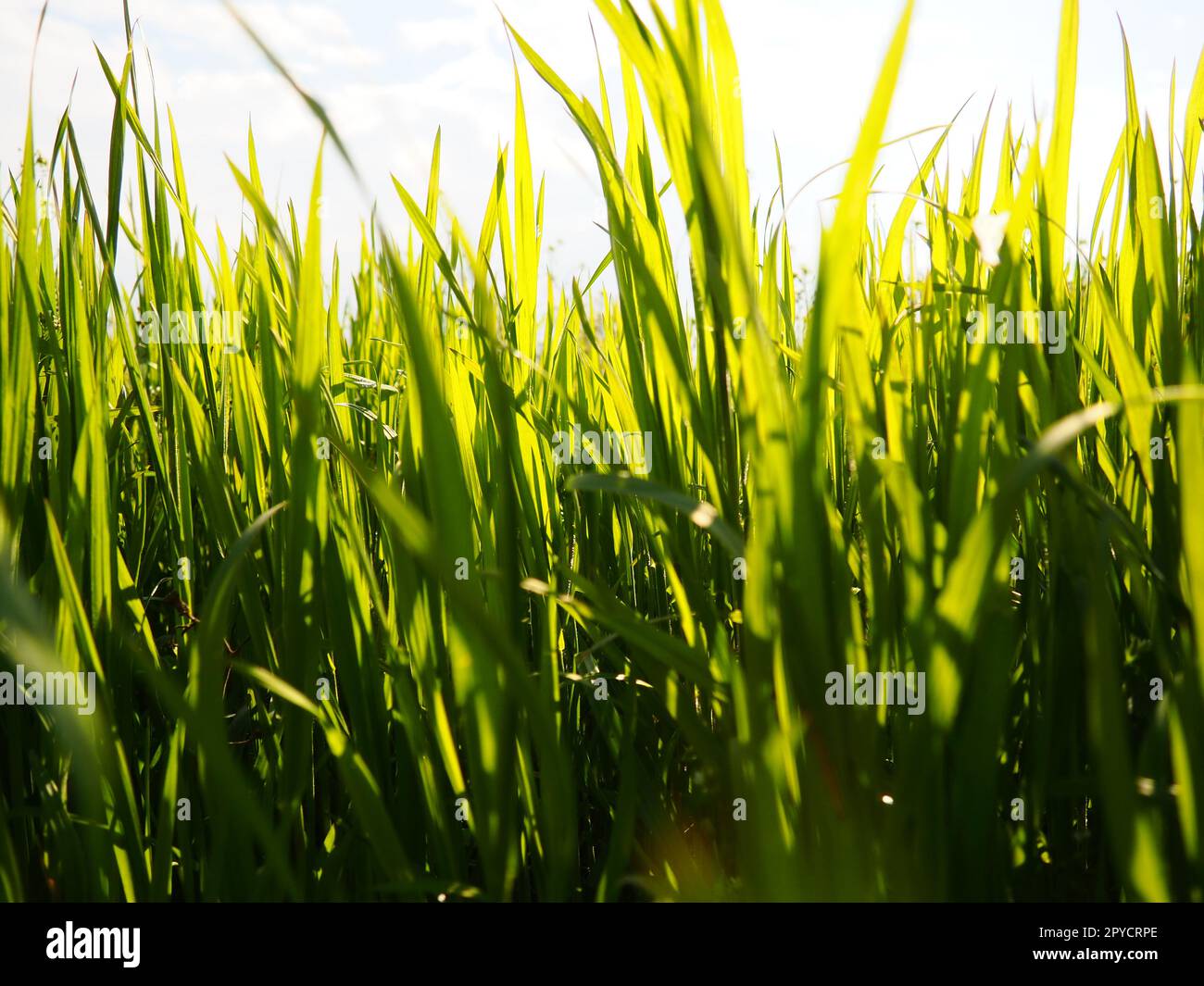 Schönes, üppiges, grünes Gras auf der Wiese oder auf dem Feld. Winterweizen ist auf Ackerland gewachsen. Sonniges Wetter. Feld, Lichtung oder Wiese mit wilder Vegetation. Natürlicher Hintergrund Stockfoto