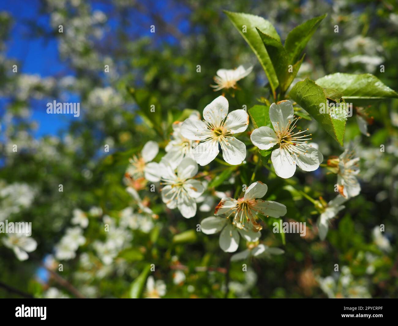 Ein Baum blüht mit weißen Blumen. Kirsche, Apfel, Pflaume oder Süßkirsche im blühenden Zustand. Zarte weiße Blütenblätter. Ein sehr schöner blühender Frühlingsgarten. Stockfoto