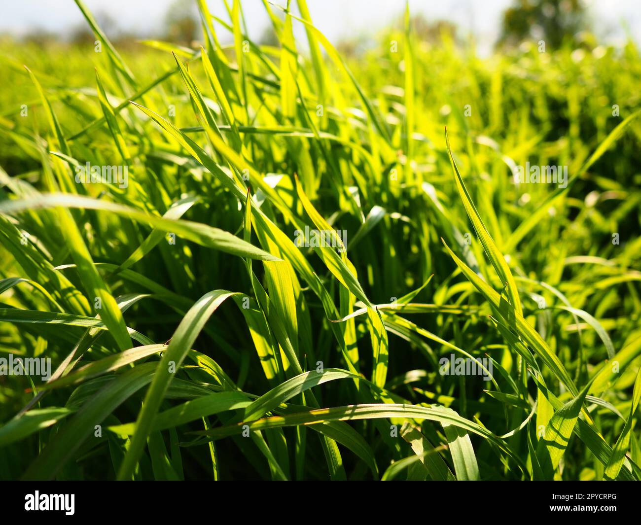 Schönes, üppiges, grünes Gras auf der Wiese oder auf dem Feld. Winterweizen ist auf Ackerland gewachsen. Sonniges Wetter. Feld, Lichtung oder Wiese mit wilder Vegetation. Natürlicher Hintergrund Stockfoto