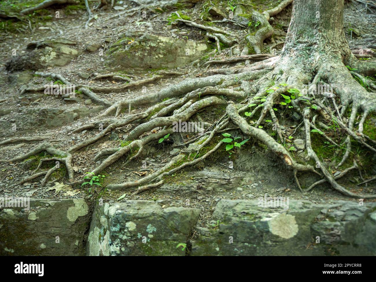 Knorrige Baumwurzeln breiten sich über den Waldboden und graue Steine aus Stockfoto