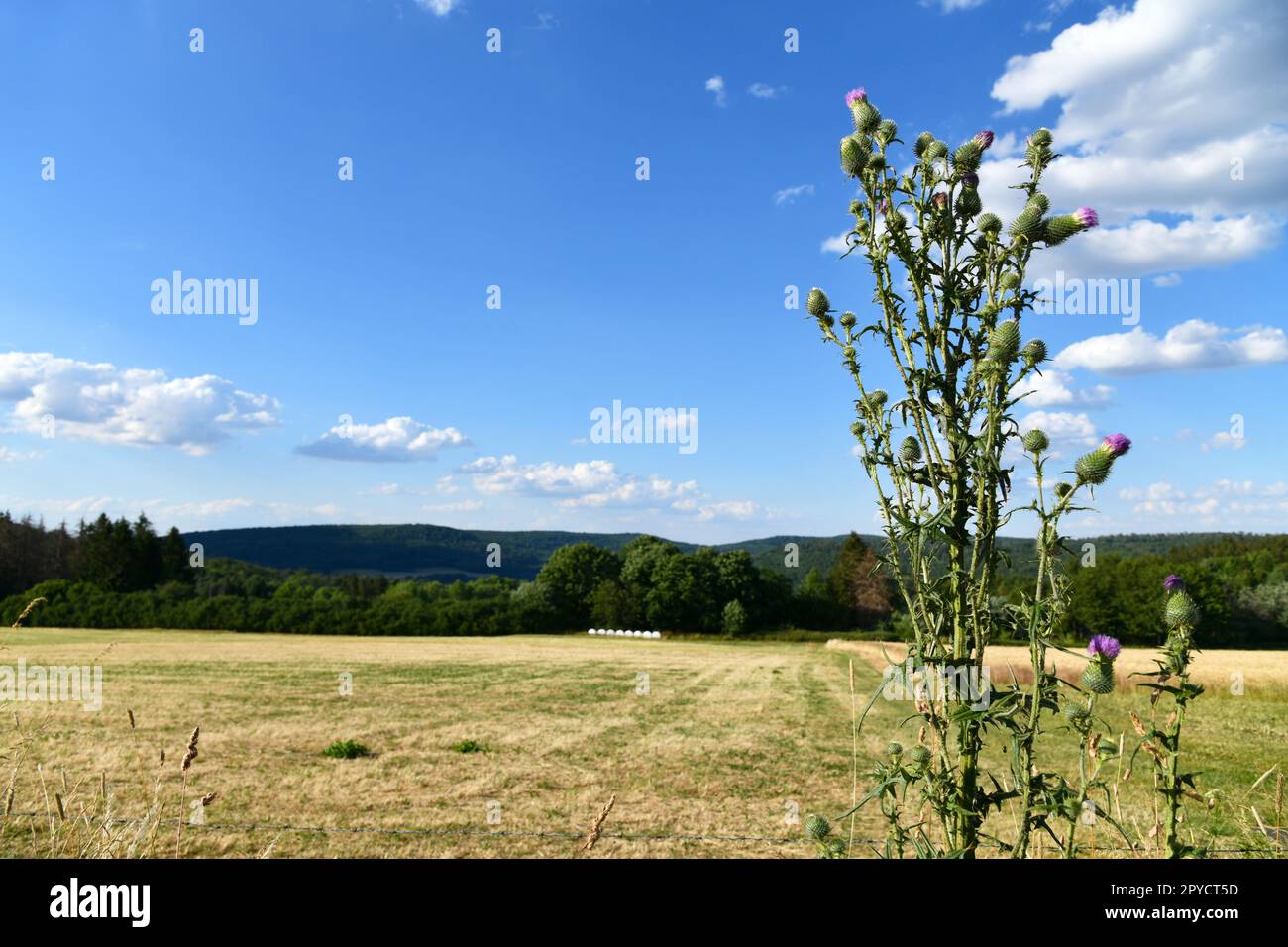 Gewöhnliche Baumwoll-Distel im Sommer unterwegs Stockfoto