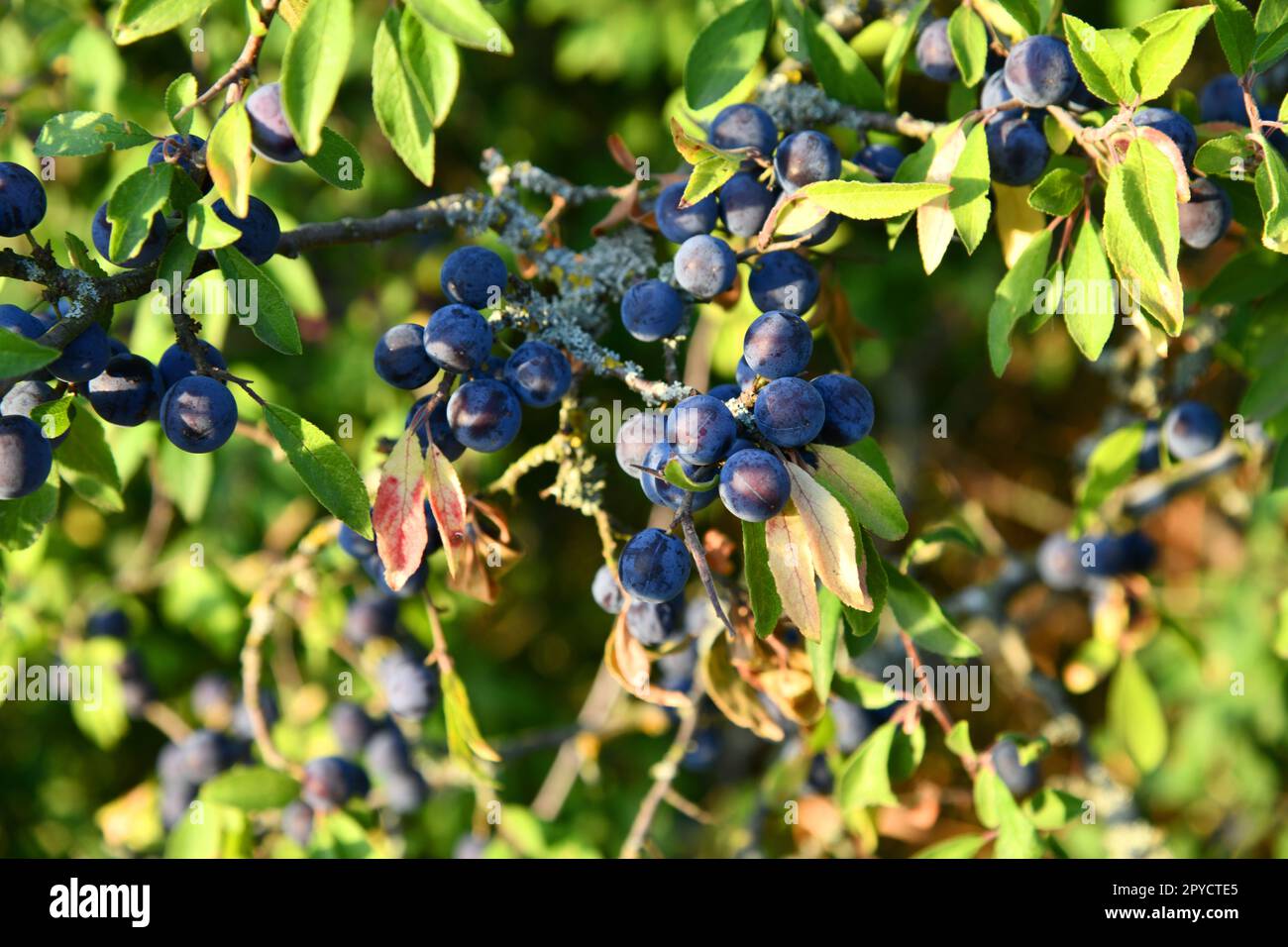 Schwarzdorn mit blau-schwarzen Früchten im Herbst Stockfoto