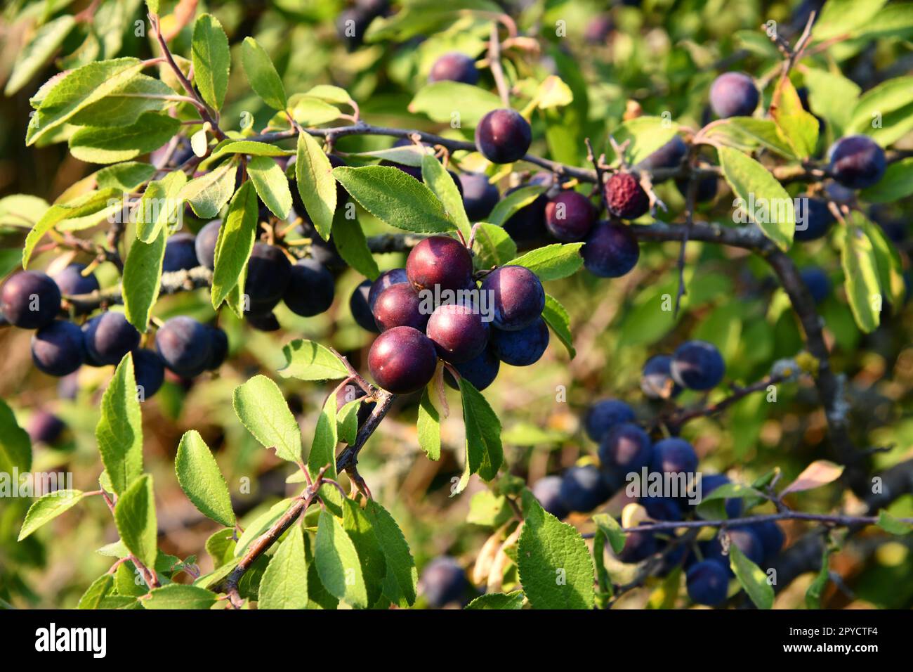 Schwarzdorn mit blau-schwarzen Früchten im Herbst Stockfoto