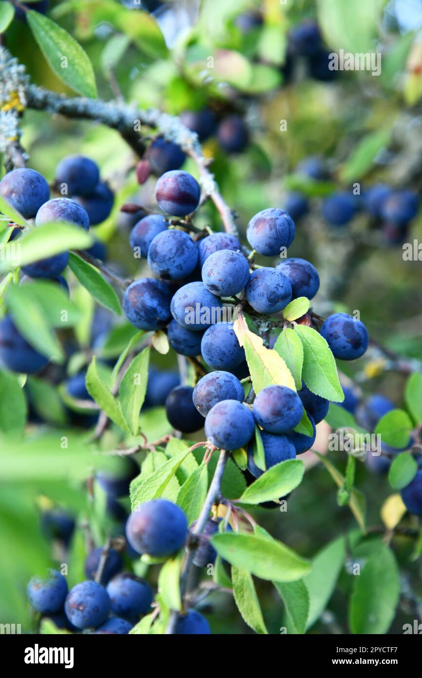 Schwarzdorn mit blau-schwarzen Früchten im Herbst Stockfoto