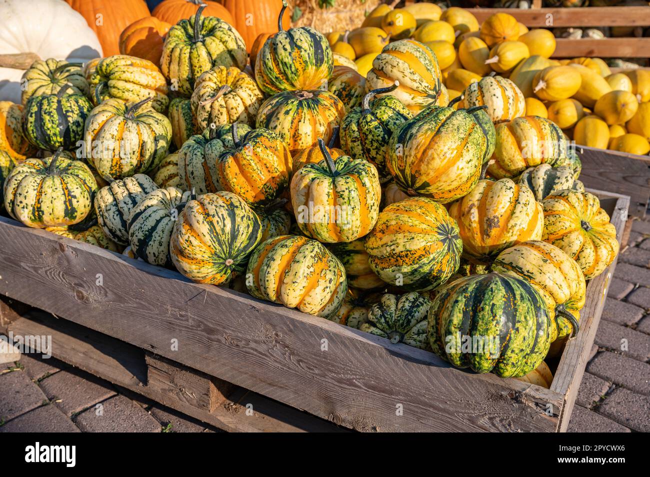 Gelb-orange-grün gestreifte runde Kürbis-Zierrippen, die in einem Holzkorb auf einer Farm liegen und während Thanksgiving Oktober Halloween zum Verkauf angeboten werden Stockfoto