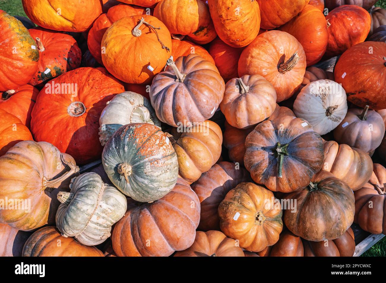 Wunderschöne SpeiseKürbisse mit verschiedenen orangefarbenen Farben auf einer Farm während der Erntesaison im Oktober Hintergrund, Preisschild auf den Kürbissen Stockfoto