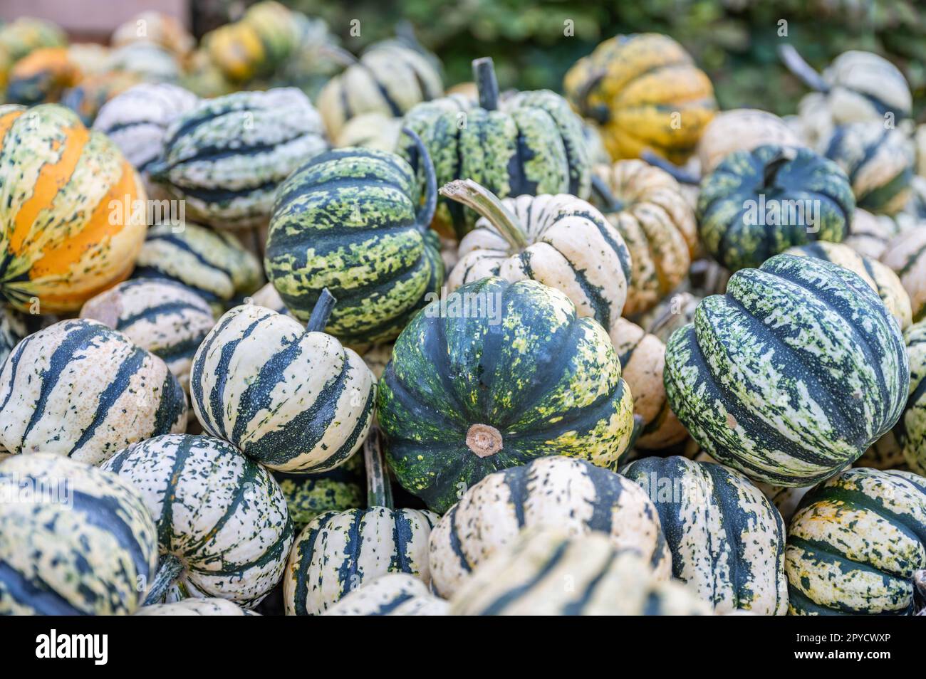 Mehrere gestreifte Kürbis-Zierrippen in Grün, Weiß und Gelb auf einem Bauernhof zum Verkauf während der Erntesaison, Oktober, Thanksgiving, Halloween Stockfoto