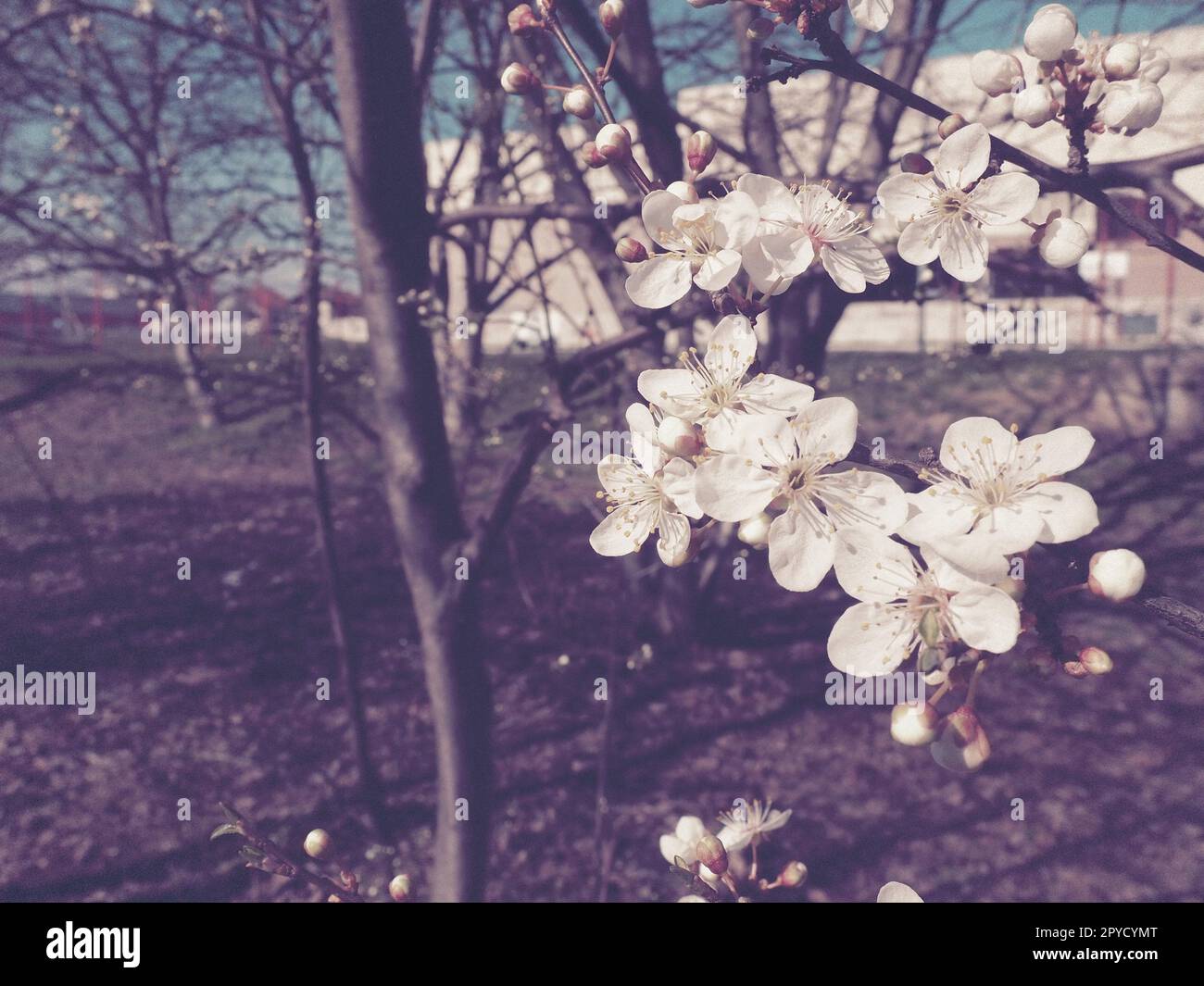Ein Baum blüht mit weißen Blumen. Kirsche, Apfel, Pflaume oder Süßkirsche im blühenden Zustand. Zarte weiße Blütenblätter. Postkarte. Herzlichen Glückwunsch zum Frühlingstag. Alter Filmeffekt. Rosa Farbton Stockfoto