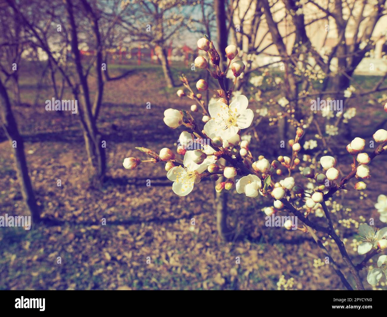 Ein Baum blüht mit weißen Blumen. Kirsche, Apfel, Pflaume oder Süßkirsche im blühenden Zustand. Zarte weiße Blütenblätter. Postkarte. Herzlichen Glückwunsch zum Frühlingstag. Alter Filmeffekt. Rosa Farbton Stockfoto