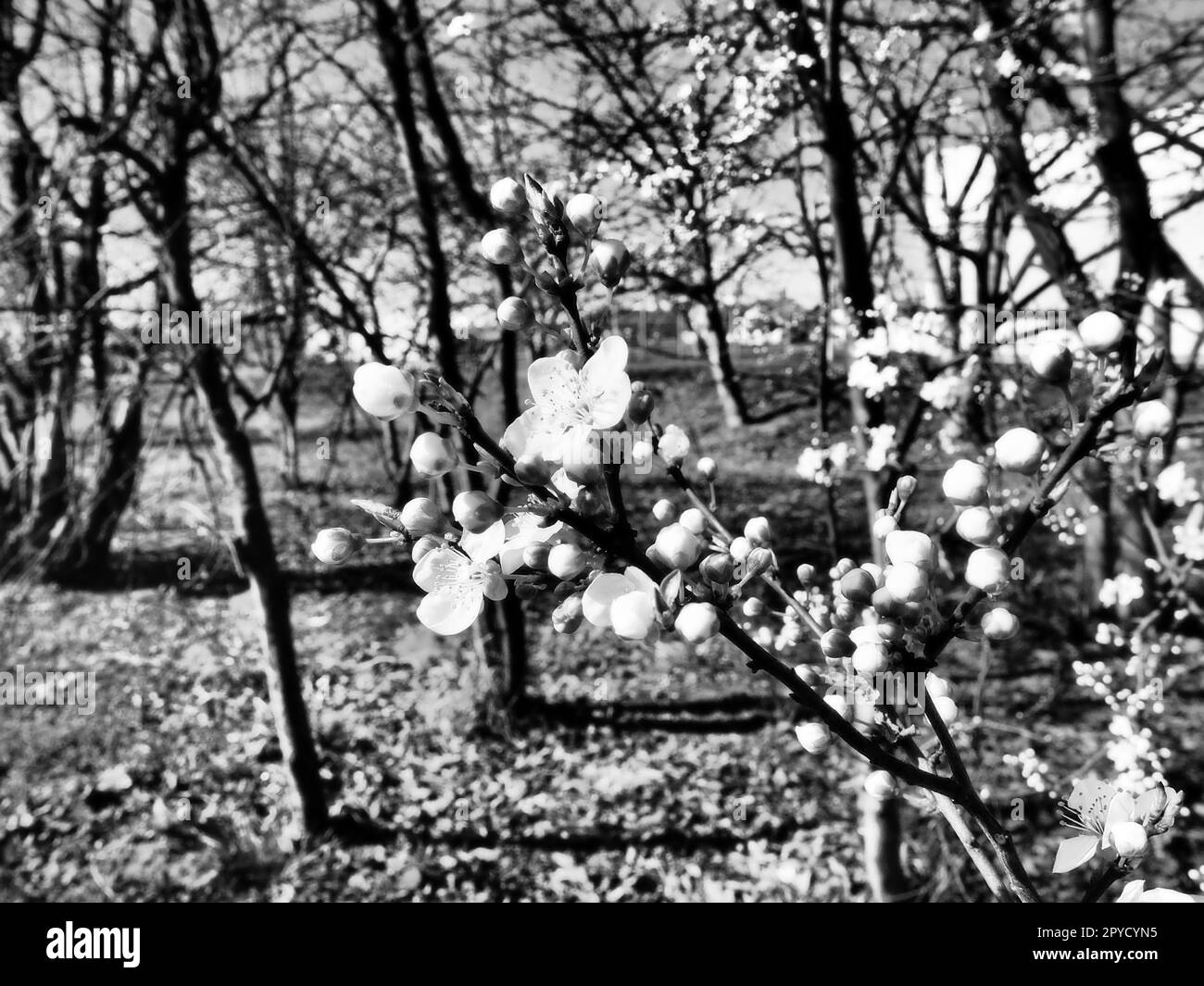 Ein Baum blüht mit weißen Blumen. Kirsche, Apfel, Pflaume oder Süßkirsche im blühenden Zustand. Zarte weiße Blütenblätter. Postkarte. Herzlichen Glückwunsch zum Frühlingstag, glücklicher Muttertag. Schwarz auf Weiß Stockfoto