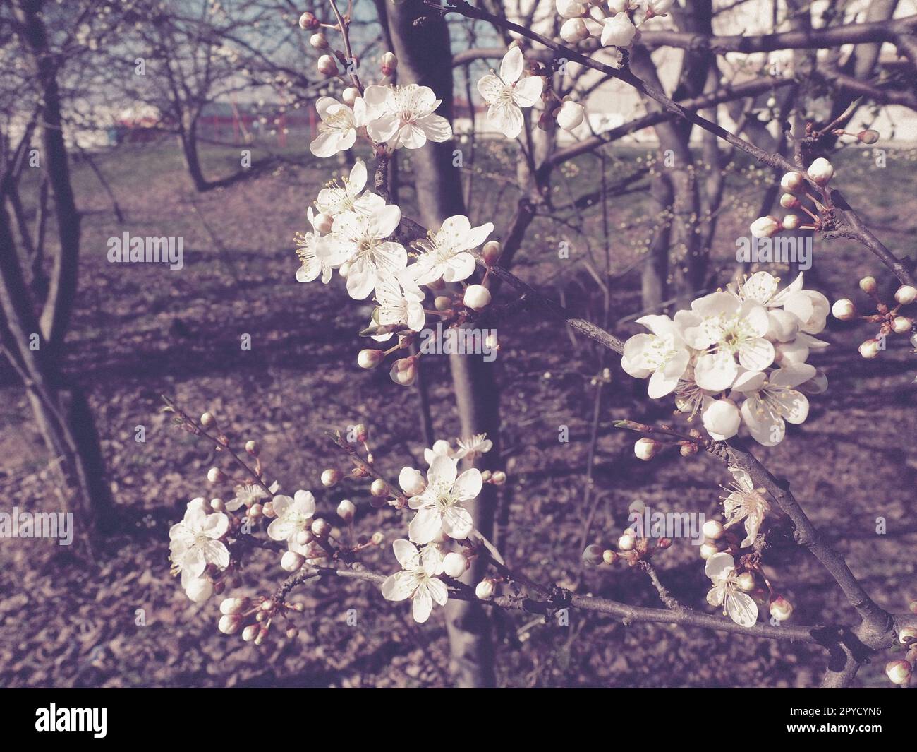 Ein Baum blüht mit weißen Blumen. Kirsche, Apfel, Pflaume oder Süßkirsche im blühenden Zustand. Zarte weiße Blütenblätter. Postkarte. Herzlichen Glückwunsch zum Frühlingstag. Alter Filmeffekt. Rosa Farbton Stockfoto