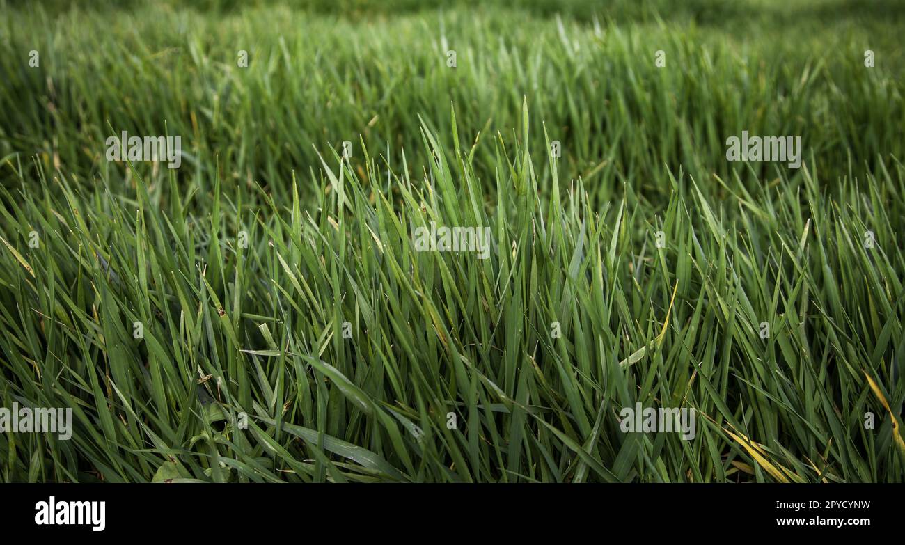 Nasses Gras auf dem Feld Stockfoto