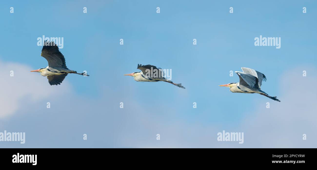 Großer blauer Reiher in verschiedenen Flugpositionen Stockfoto