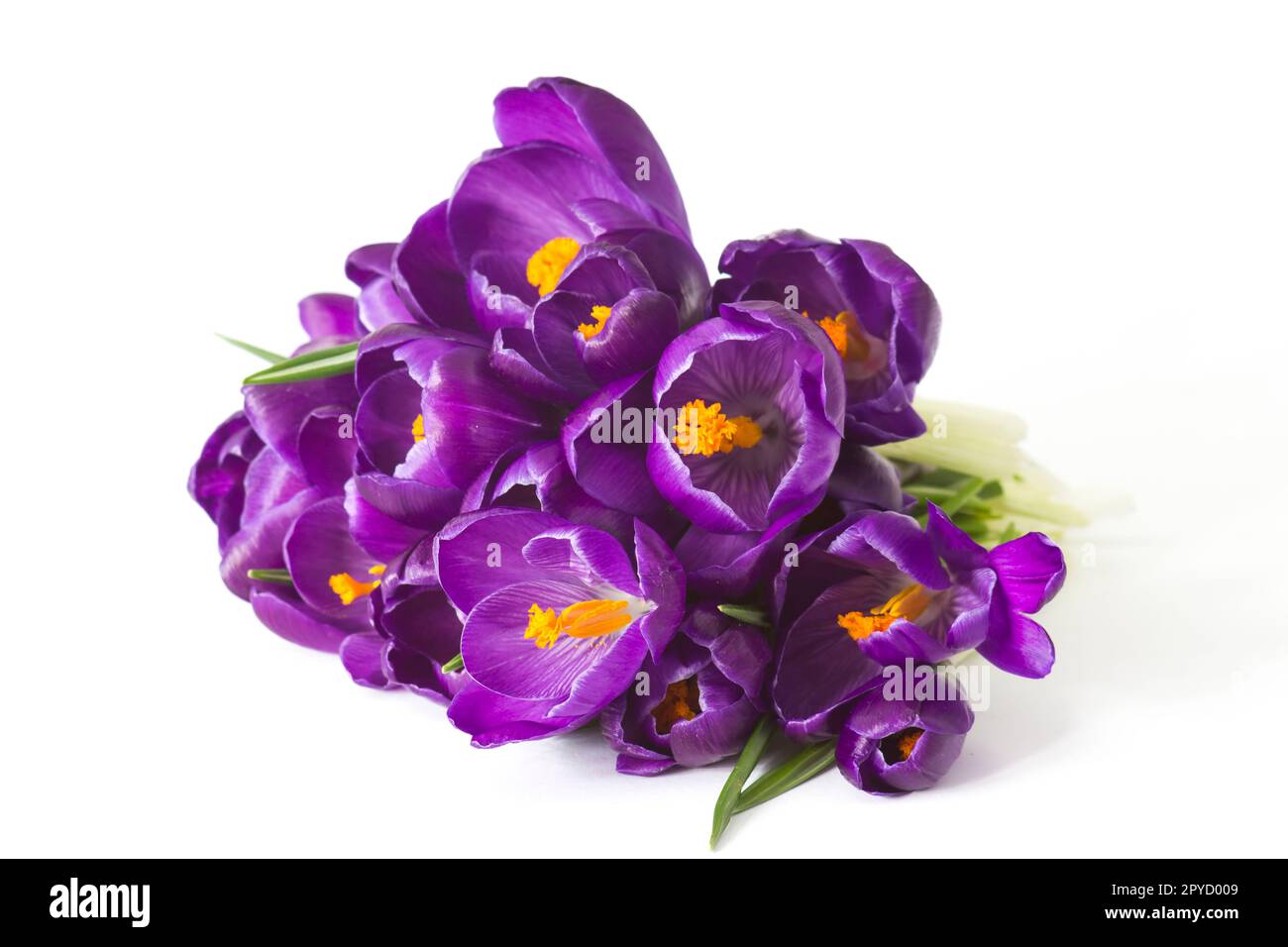 crocus-Blüten auf weißem Hintergrund - frische Frühlingsblumen Stockfoto