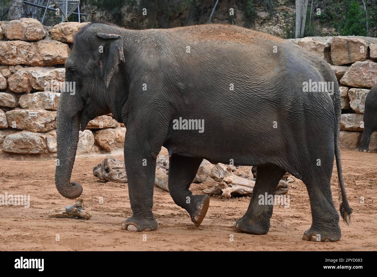 Elefant Läuft, Mit Blick Nach Links Stockfoto
