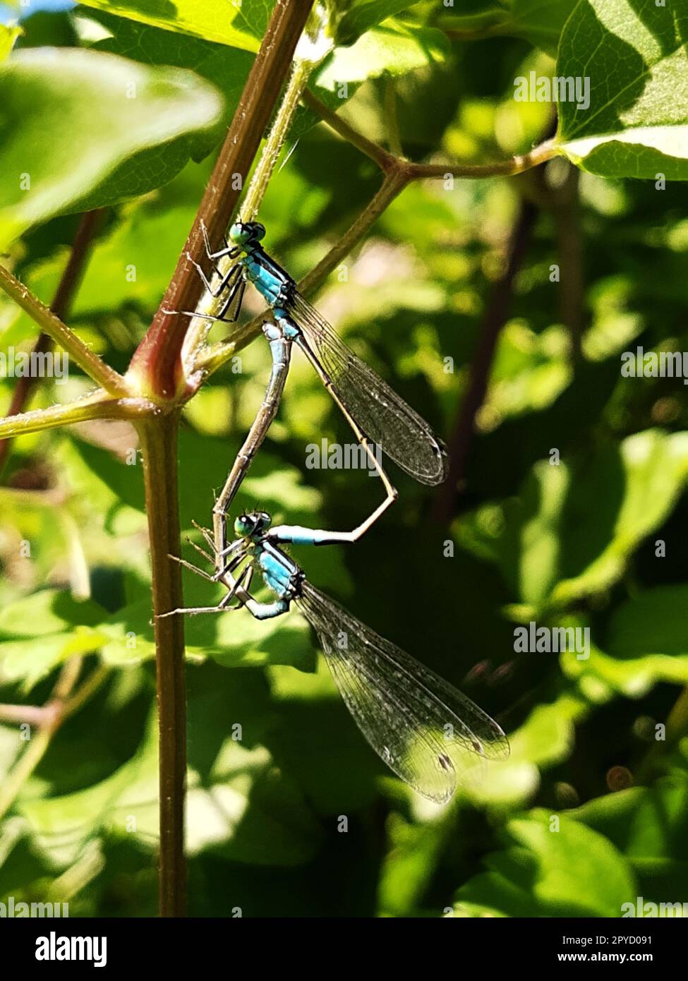 Libellen, die Paarung Stockfoto