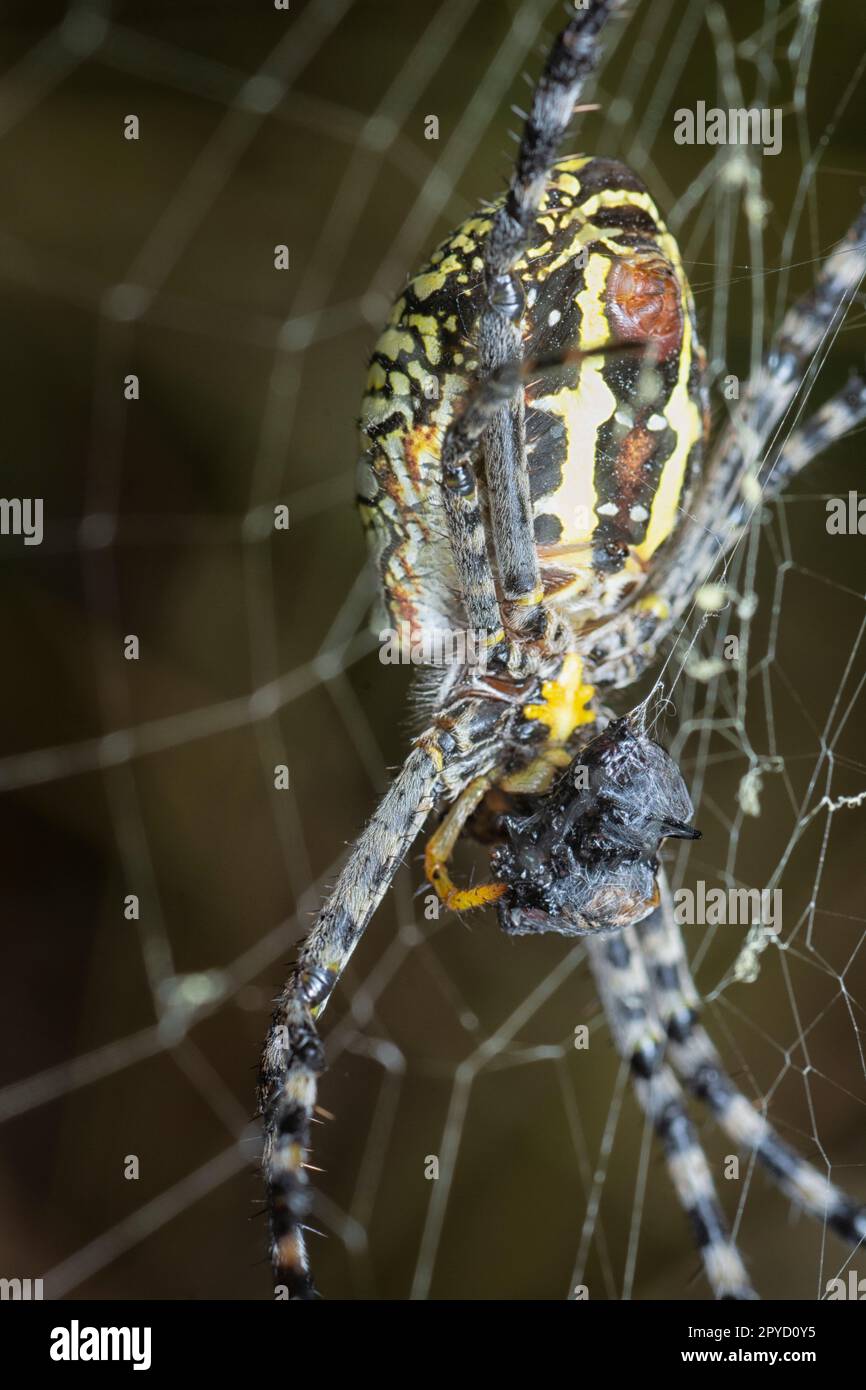 Gelbe Gartenspinne und der Eiersack hängen im Netz. Stockfoto