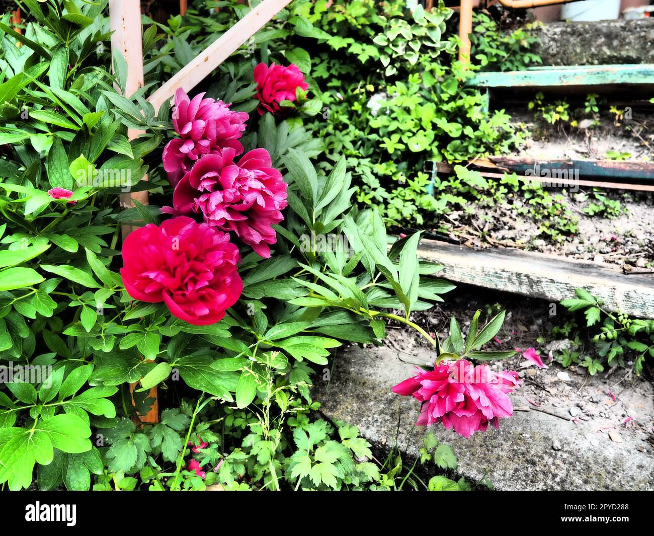 Rot-rosa Pfingstrosen. Wunderschöne große Pfingstrosen vor grünem Laub und Gras. Floristik, Blumenzucht und Gartenarbeit als Hobby. Holztreppe im Hintergrund Stockfoto