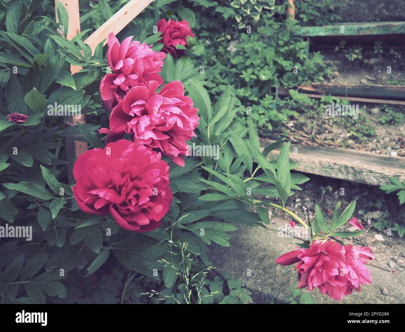 Rot-rosa Pfingstrosen. Wunderschöne große Pfingstrosen vor grünem Laub und Gras. Floristik, Blumenzucht und Gartenarbeit als Hobby. Holztreppe im Hintergrund Stockfoto