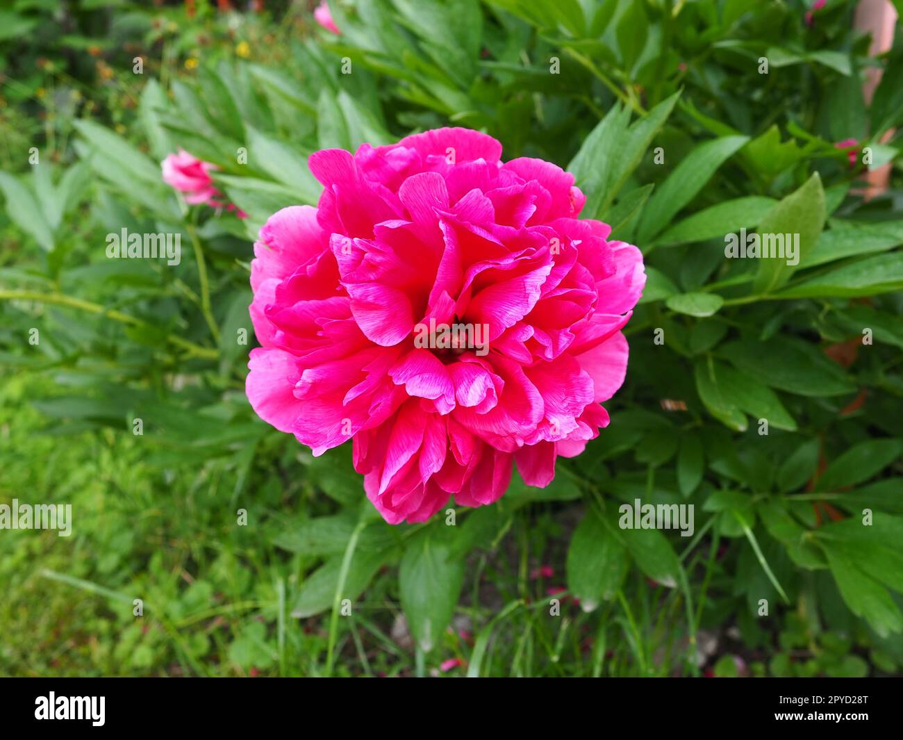 Rot-rosa Pfingstrosen. Wunderschöne große Pfingstrosen vor grünem Laub und Gras. Floristik, Blumenzucht und Gartenarbeit als Hobby Stockfoto
