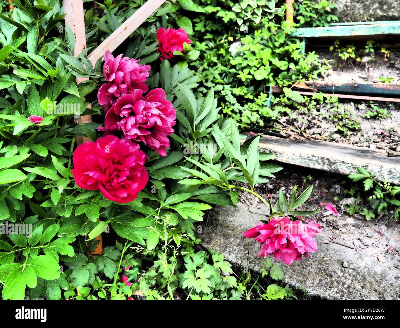 Rot-rosa Pfingstrosen. Wunderschöne große Pfingstrosen vor grünem Laub und Gras. Floristik, Blumenzucht und Gartenarbeit als Hobby. Holztreppe im Hintergrund Stockfoto